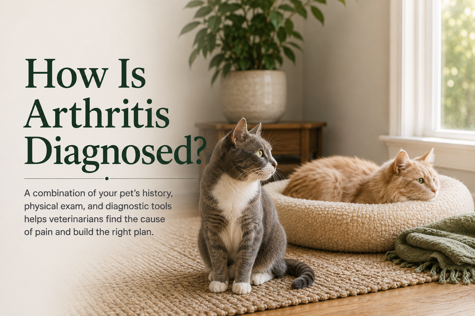 Two cats resting comfortably beside the title How Is Arthritis Diagnosed?