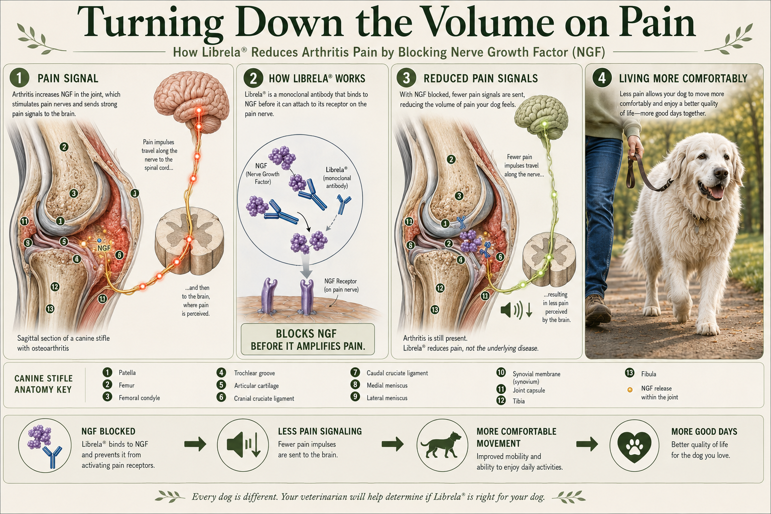 Four-panel infographic titled Turning Down the Volume on Pain: How Librela reduces arthritis pain by blocking nerve growth factor (NGF). Panel one shows arthritis increasing NGF in the canine stifle joint, sending strong pain signals along the nerve to the brain. Panel two shows Librela, a monoclonal antibody, binding NGF before it can attach to its receptor on the pain nerve, blocking NGF before it amplifies pain. Panel three shows fewer pain signals traveling to the brain while arthritis is still present. Panel four shows a dog walking comfortably outdoors with its owner. An anatomy key labels the patella, femur, femoral condyle, trochlear groove, articular cartilage, cranial and caudal cruciate ligaments, medial and lateral meniscus, synovial membrane, joint capsule, tibia, and fibula.