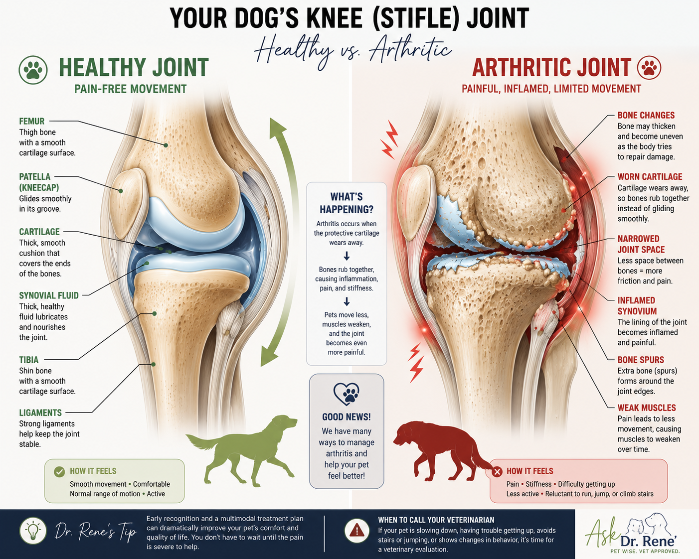 Veterinary illustration comparing a healthy canine knee or stifle joint with an arthritic joint, including cartilage loss, inflammation, narrowed joint space, bone spurs, and muscle weakness.