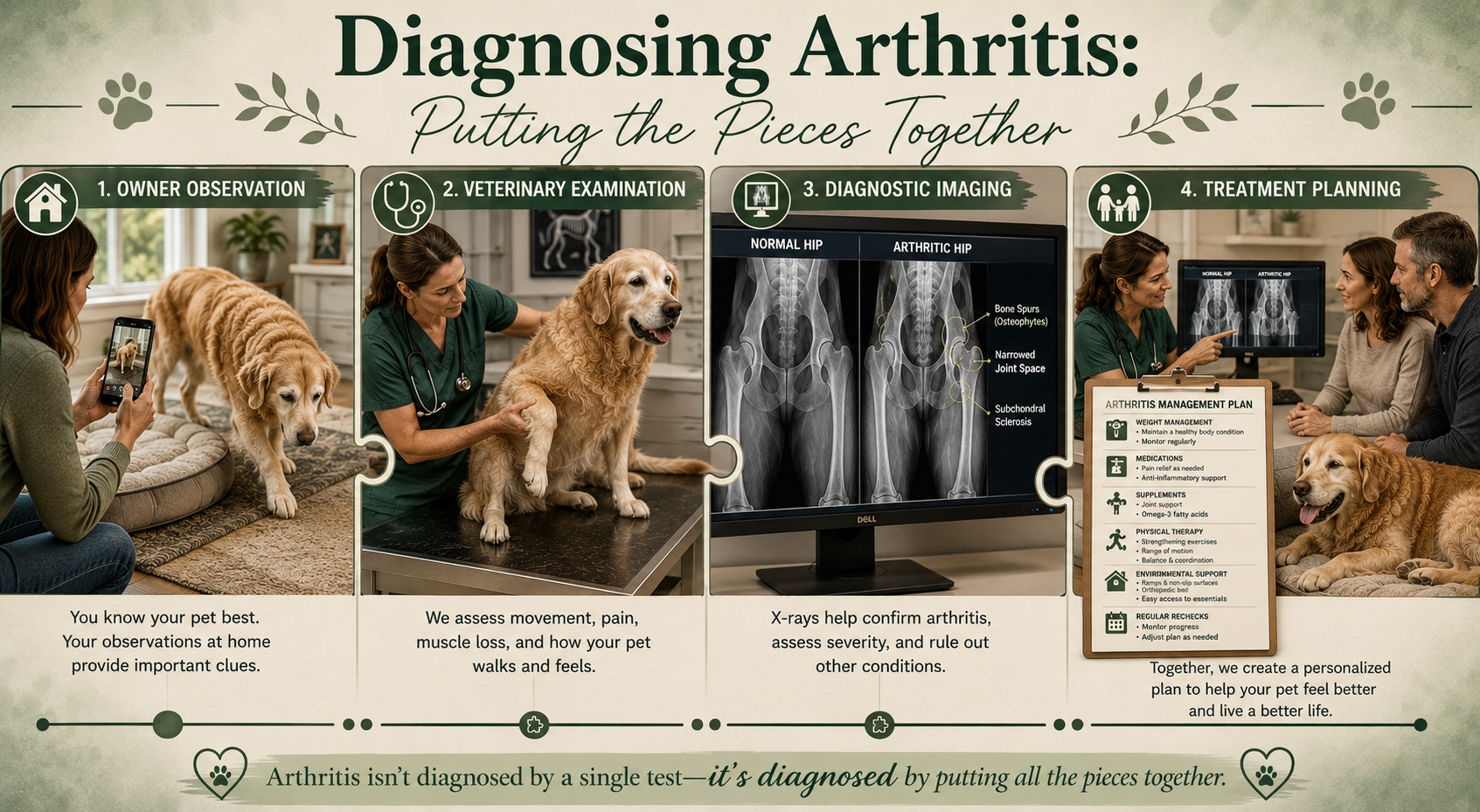 Four-step infographic titled Diagnosing Arthritis: Putting the Pieces Together — owner observation at home, veterinary examination, diagnostic imaging comparing a normal hip to an arthritic hip, and treatment planning with a personalized arthritis management plan.
