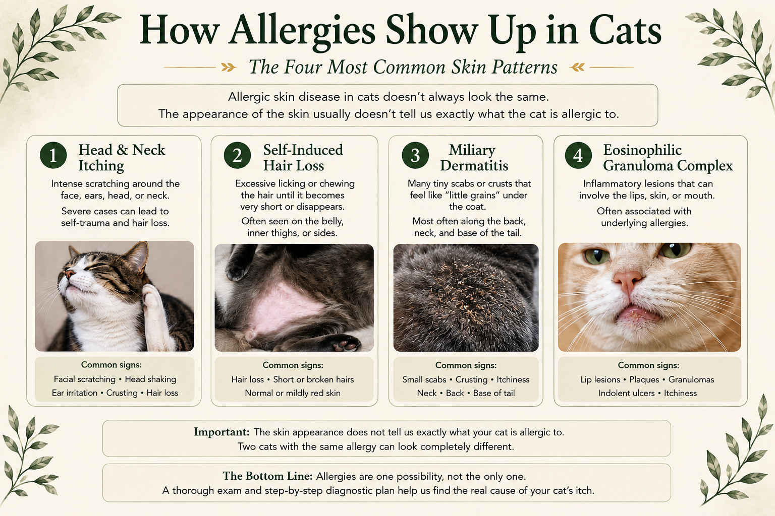 How allergies show up in cats: the four most common skin patterns — head and neck itching, self-induced hair loss, miliary dermatitis, and eosinophilic granuloma complex.