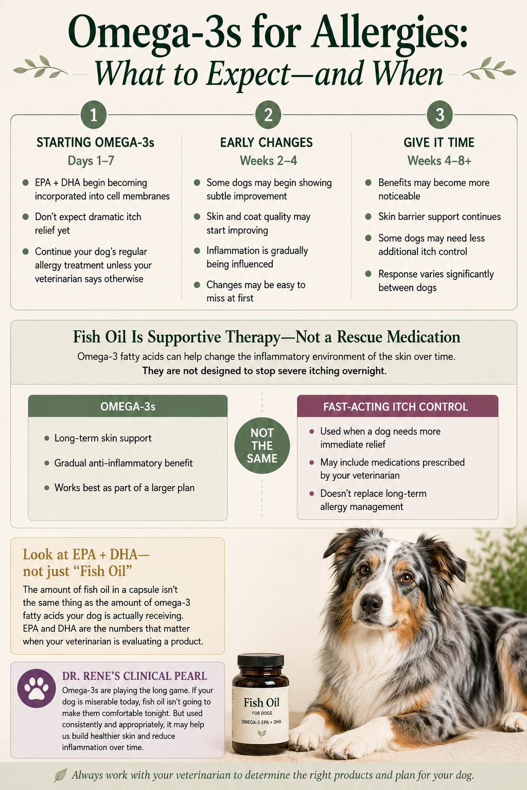 Timeline infographic explaining how long omega-3 fatty acids may take to support allergic skin in dogs, the difference between fish oil and fast-acting itch treatment, and why EPA and DHA content matters