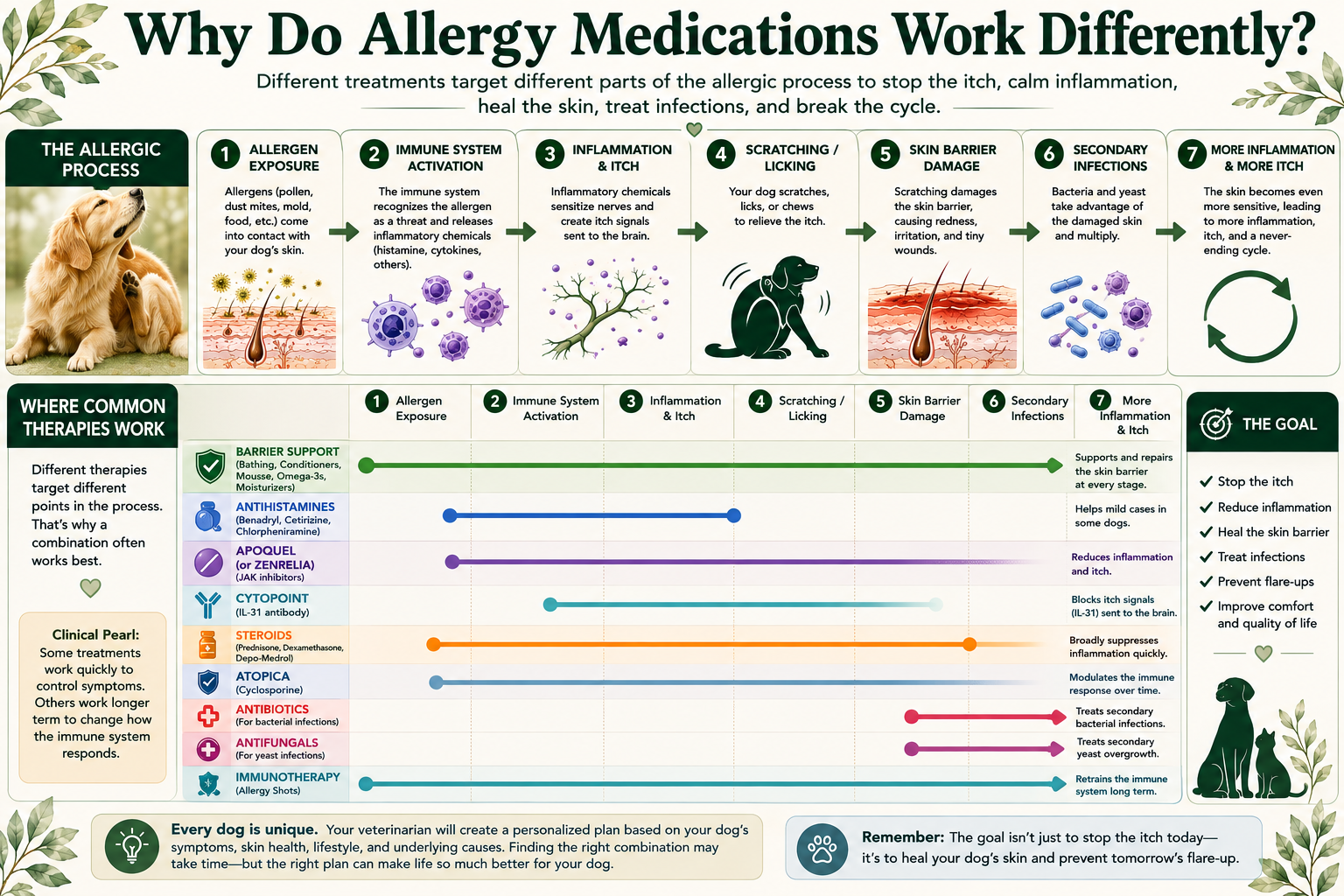 Comparison chart illustrating where common allergy therapies act during the allergic process.