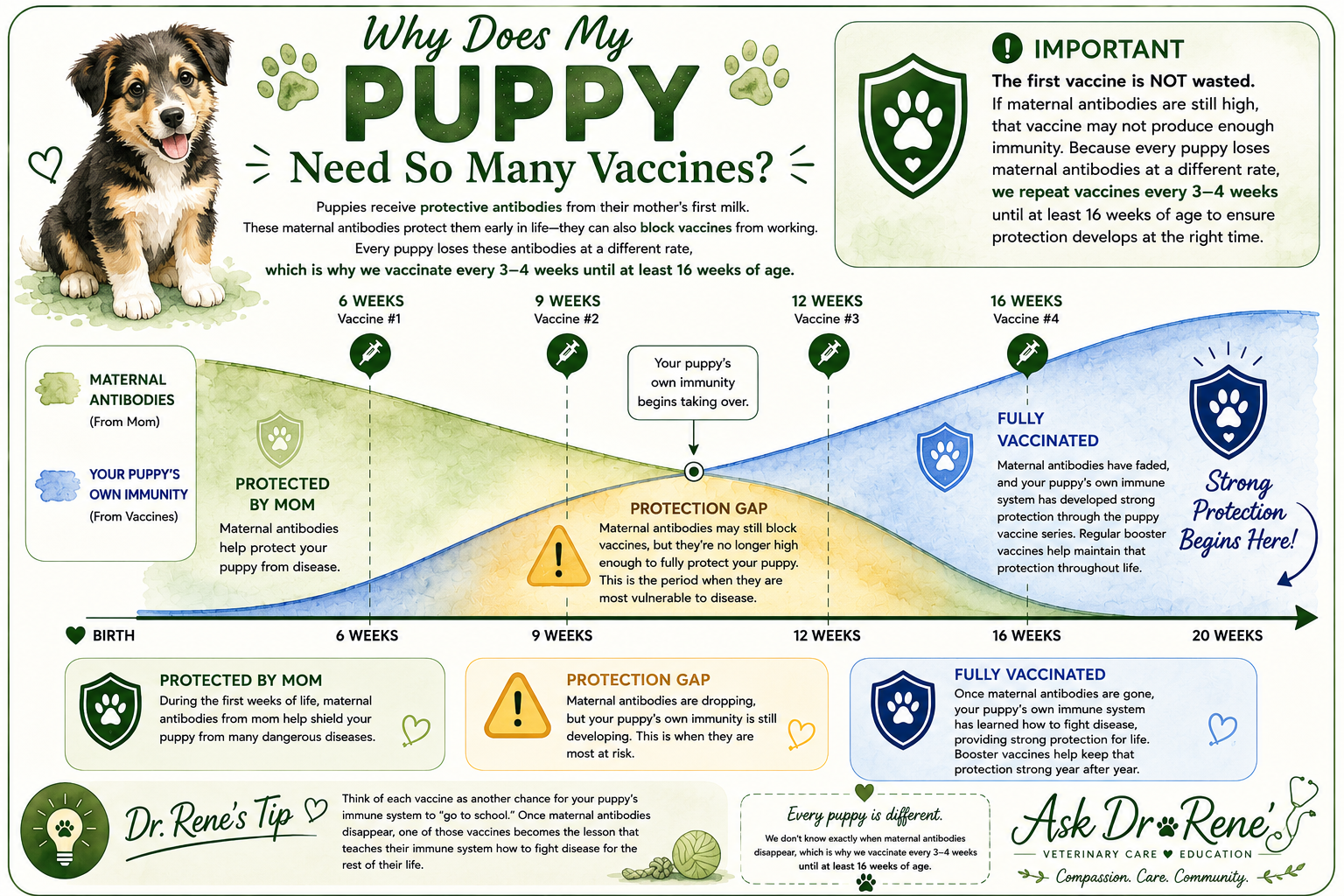 Illustrated timeline showing why puppies need multiple vaccines: maternal antibodies fading from birth while vaccine-induced immunity builds through vaccines at 6, 9, 12, and 16 weeks, with a highlighted 'protection gap' around 9 weeks.