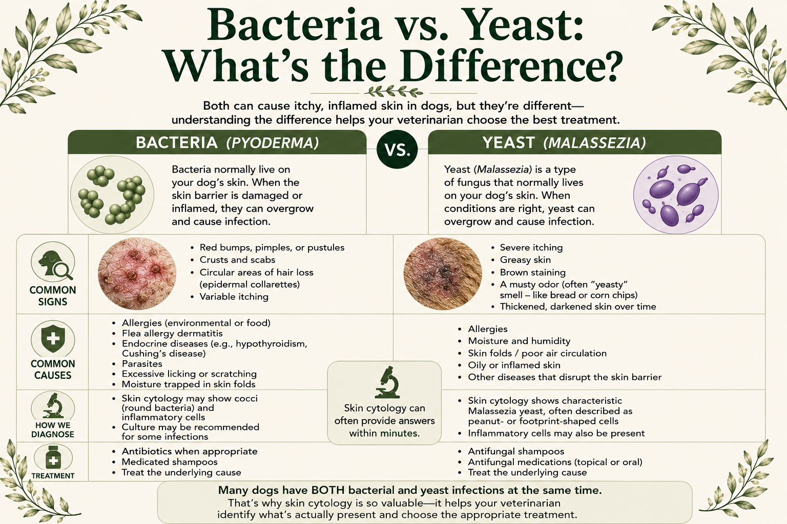 Bacteria vs. yeast skin infections in dogs comparison infographic showing common signs, causes, skin cytology findings, and treatment differences.