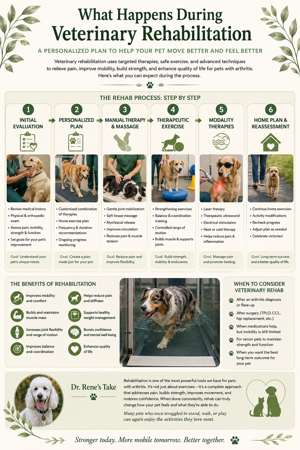 Step-by-step infographic explaining the veterinary rehabilitation process, including evaluation, therapeutic exercises, manual therapy, rehabilitation modalities, home exercises, and expected benefits.