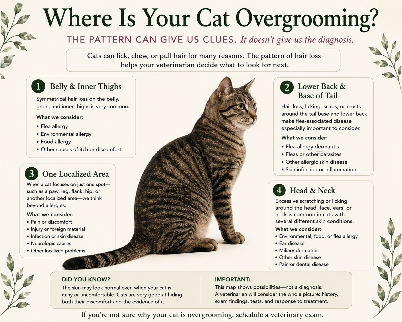 Where Is Your Cat Overgrooming? Veterinary infographic explaining how belly and inner thigh grooming, tail-base grooming, localized grooming, and head and neck grooming can provide clues about possible causes without providing a diagnosis.