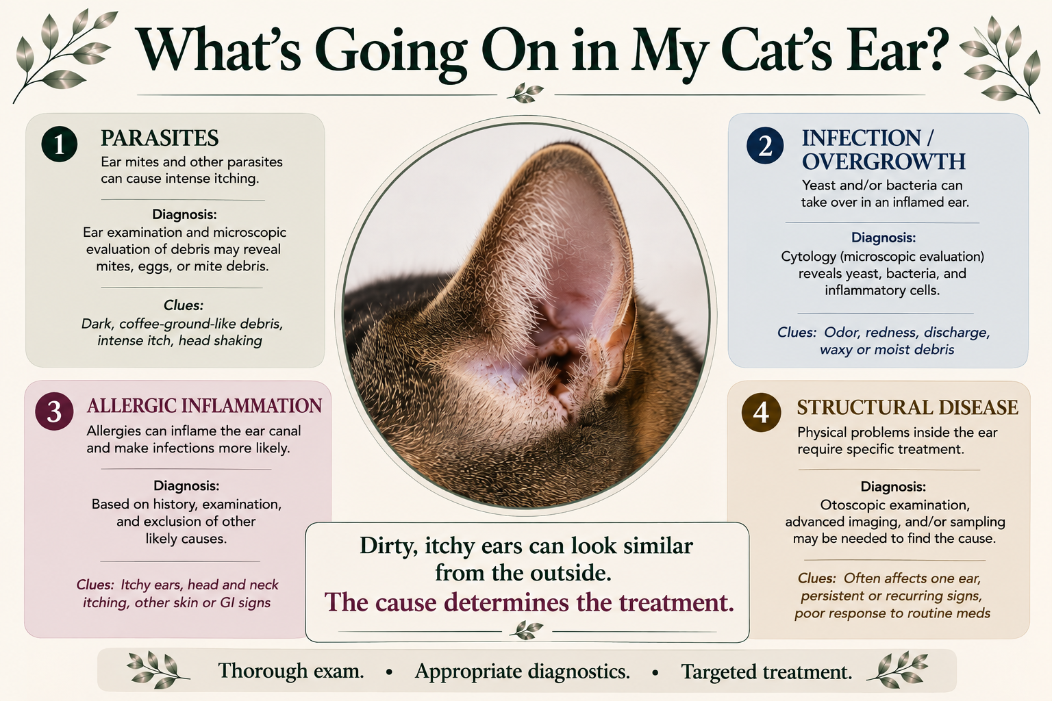 Infographic explaining four possible causes of recurring ear problems in cats: parasites, infection or overgrowth, allergic inflammation, and structural disease.