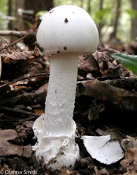 Destroying Angel — a tall, pure white wild mushroom growing among leaf litter.