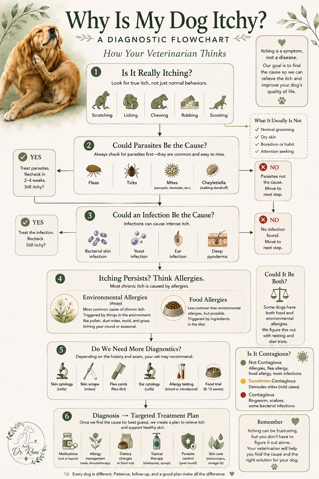 Why Is My Dog Itchy? A diagnostic flowchart showing how veterinarians work through itching: confirming true itch, ruling out parasites, ruling out infection, considering environmental and food allergies, running diagnostics, and building a targeted treatment plan.