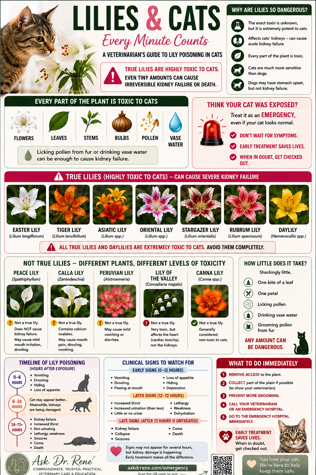 Illustrated veterinarian's guide to lily poisoning in cats: why lilies are dangerous, which lilies are true lilies (Easter, Tiger, Asiatic, Oriental, Stargazer, Rubrum, Daylily) versus non-true lilies, timeline of poisoning, clinical signs to watch for, and what to do immediately.