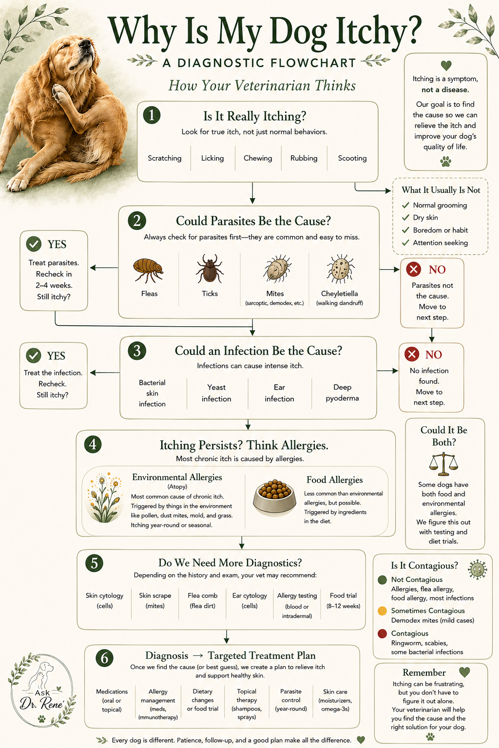 Why Is My Dog Itchy? A diagnostic flowchart showing how veterinarians work through itching: confirming true itch, ruling out parasites, ruling out infection, considering environmental and food allergies, running diagnostics, and building a targeted treatment plan.