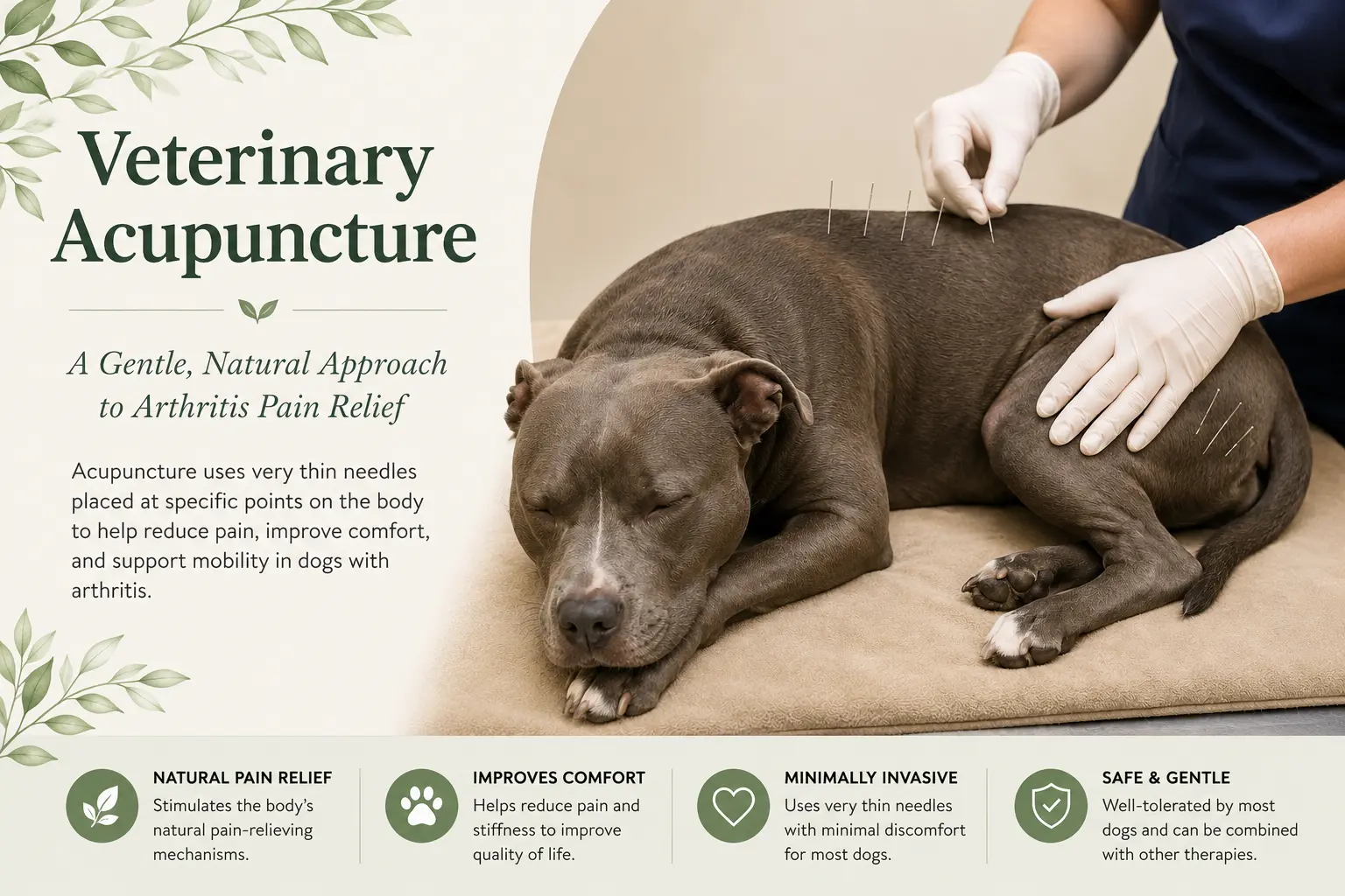A dog receiving veterinary acupuncture, with fine needles placed along the back and hips.