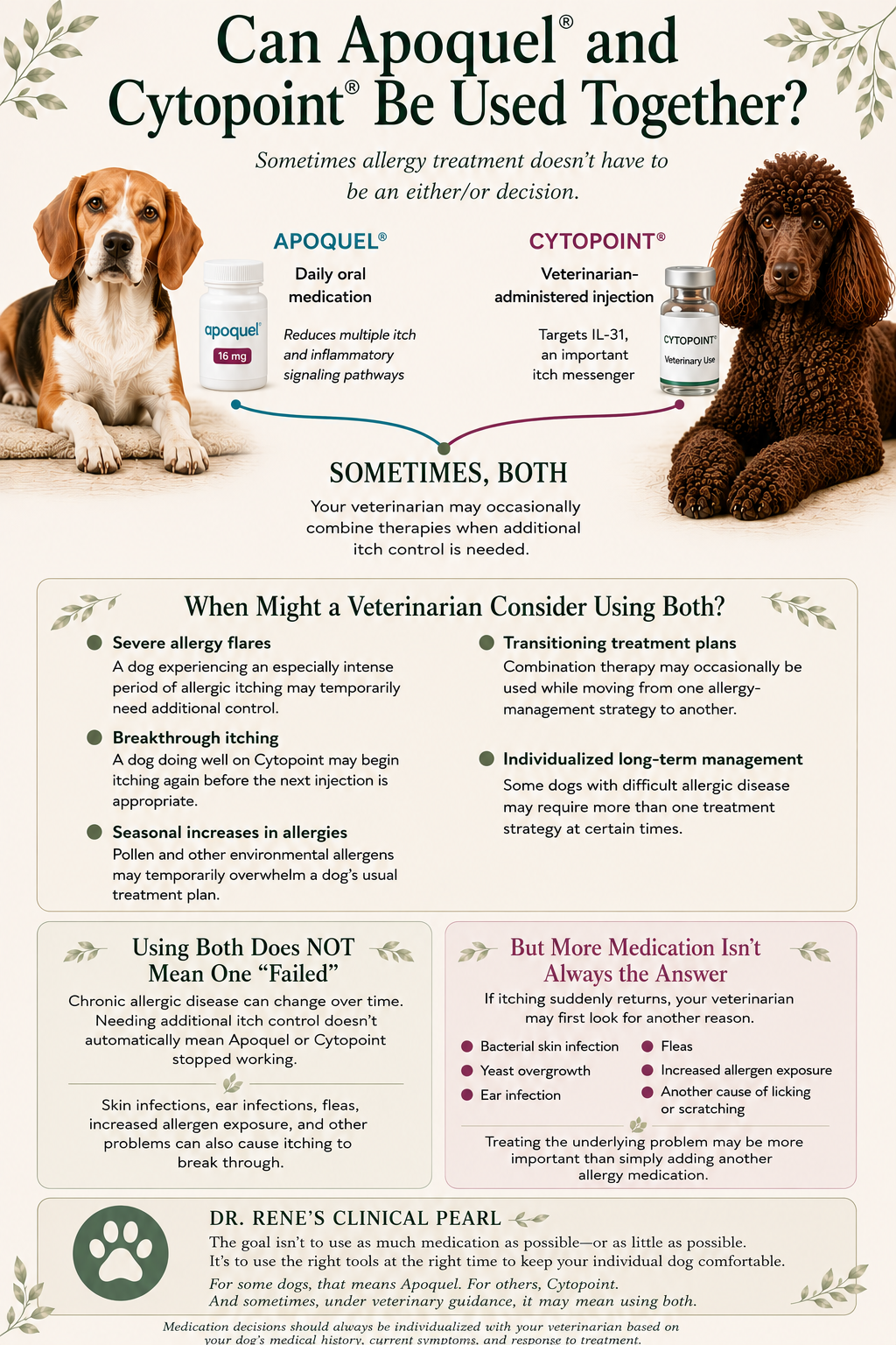 Veterinary infographic explaining when Apoquel and Cytopoint may be used together for dogs with allergic itching and why breakthrough itching should still be investigated