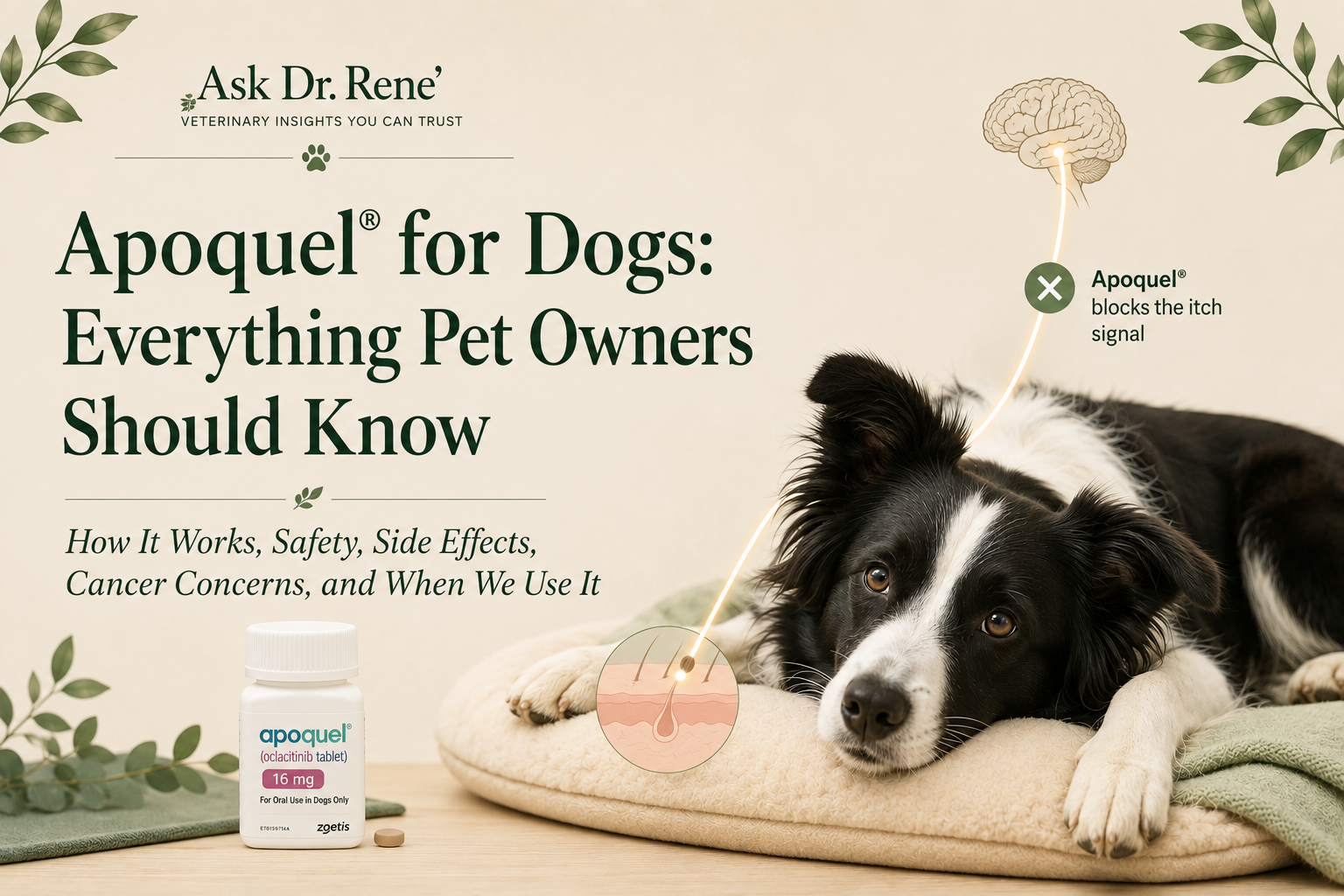 Apoquel for Dogs: Everything Pet Owners Should Know — a Border Collie resting beside a bottle of Apoquel with an illustration showing Apoquel blocking the itch signal to the brain.