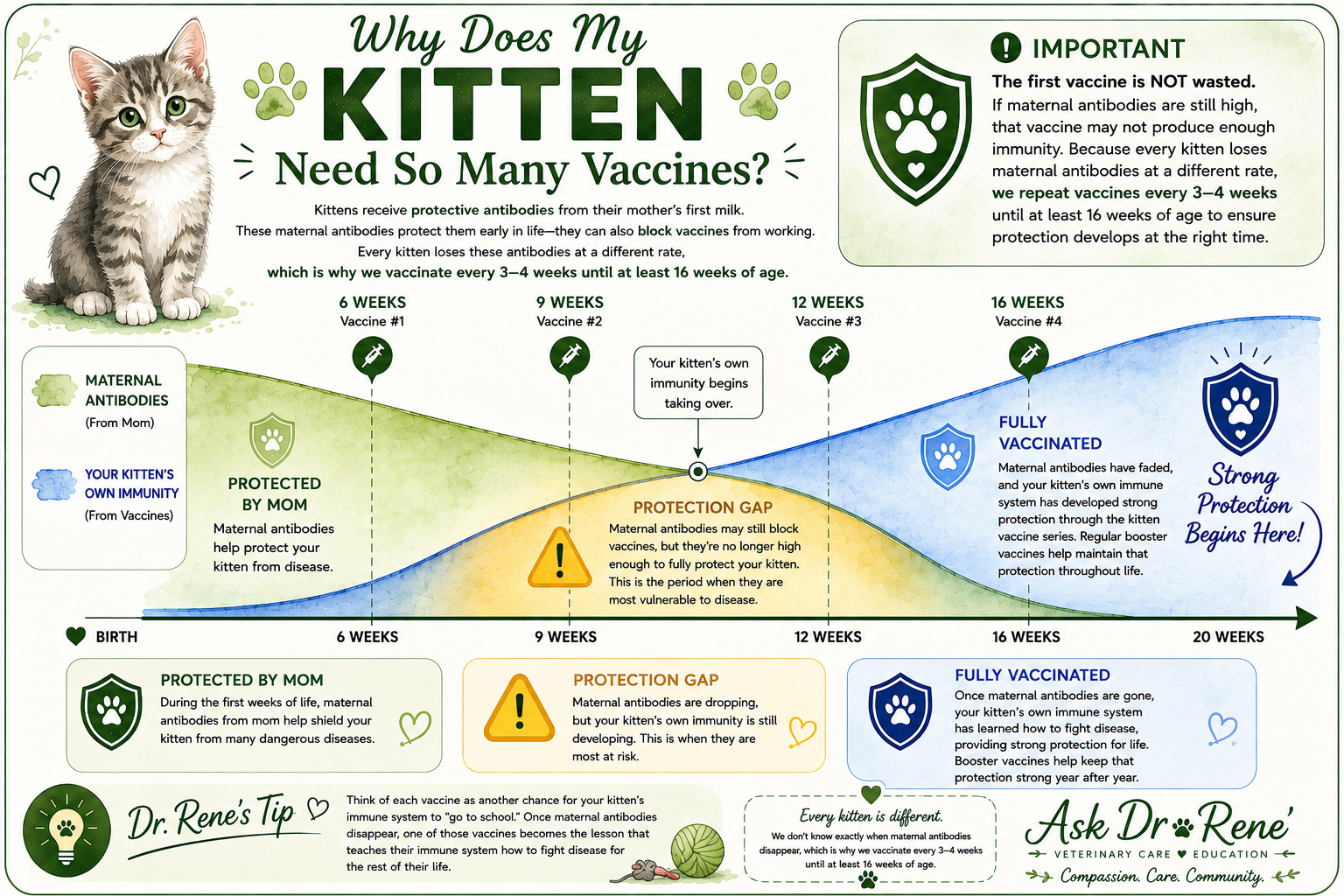 Illustrated timeline showing why kittens need multiple vaccines: maternal antibodies fading from birth while vaccine-induced immunity builds through vaccines at 6, 9, 12, and 16 weeks, with a highlighted 'protection gap' around 9 weeks.