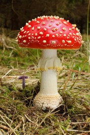 Fly Agaric mushroom with a bright red cap covered in white spots.