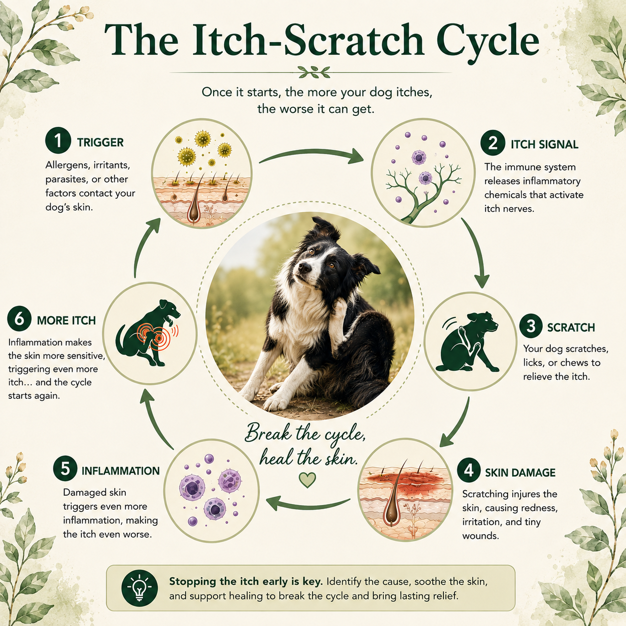 Circular diagram showing how scratching damages the skin and perpetuates allergic skin disease.