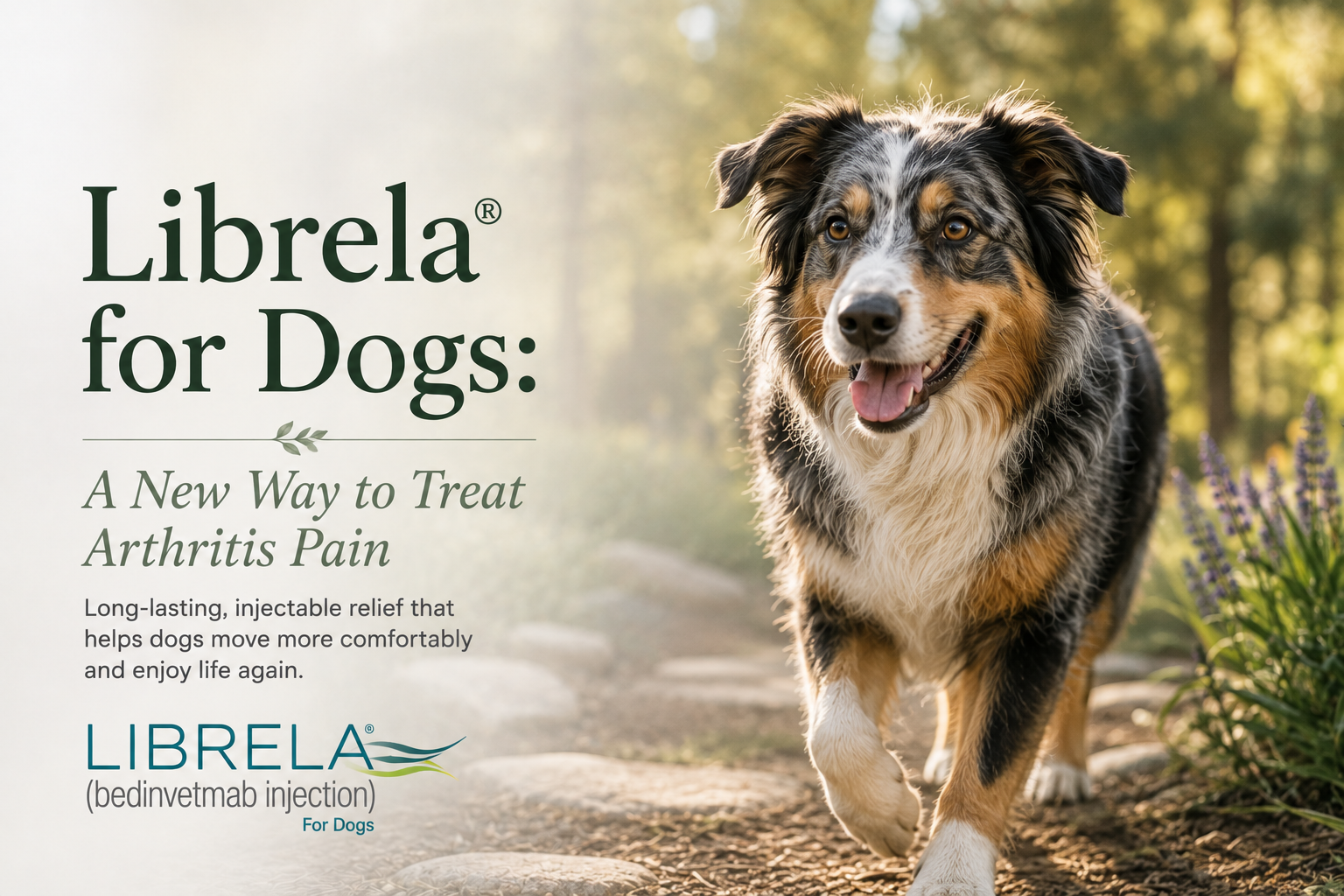 A happy Australian Shepherd walking comfortably outdoors with the title Librela for Dogs: A New Way to Treat Arthritis Pain.