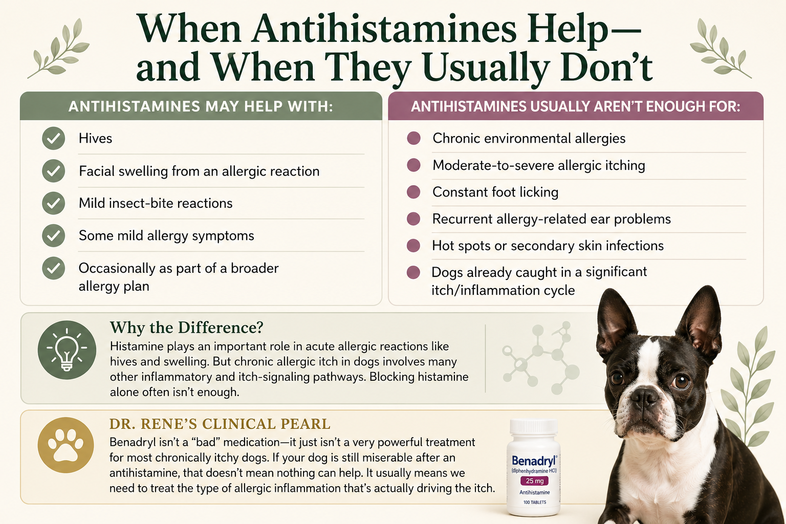 Infographic explaining when antihistamines may help dogs and when they usually are not enough for chronic allergic itching