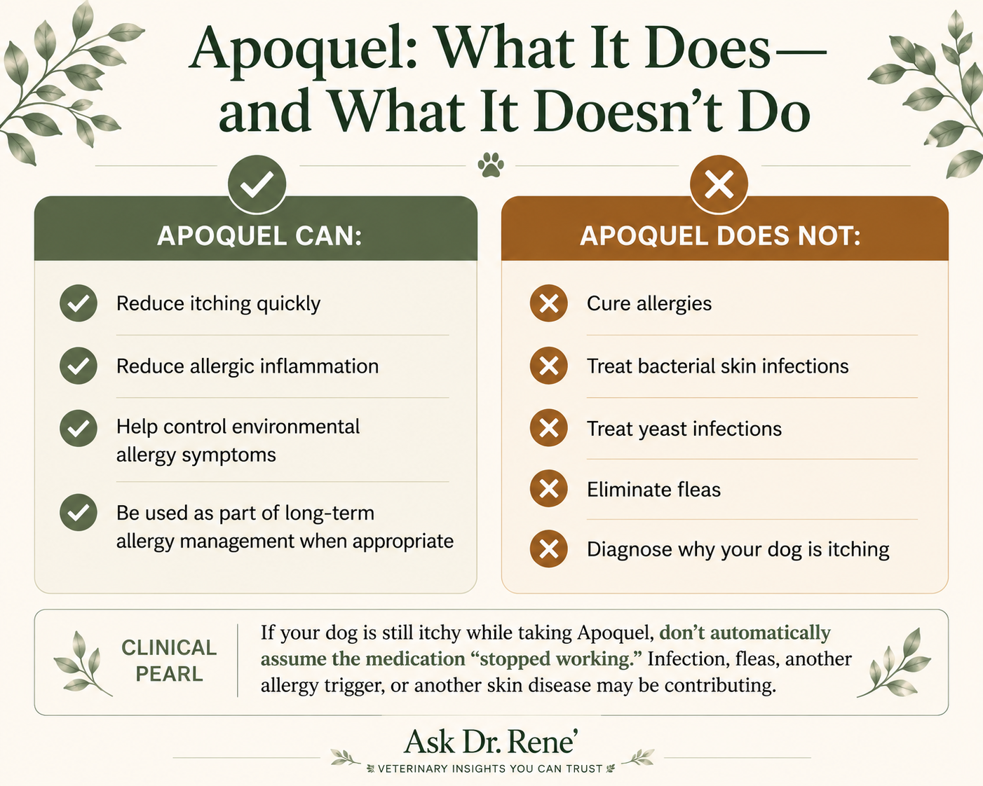 Apoquel infographic explaining what Apoquel can and cannot do for dogs with allergies, including reducing itching and allergic inflammation while not curing allergies or treating secondary infections.