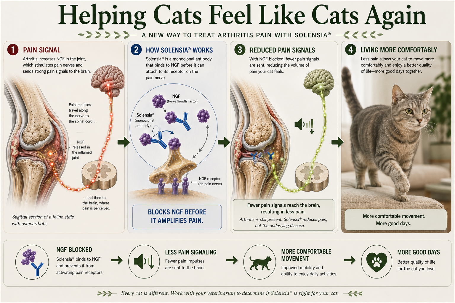 Infographic titled Helping Cats Feel Like Cats Again, showing how Solensia® blocks nerve growth factor to reduce arthritis pain signals traveling from a cat's joint to the brain.