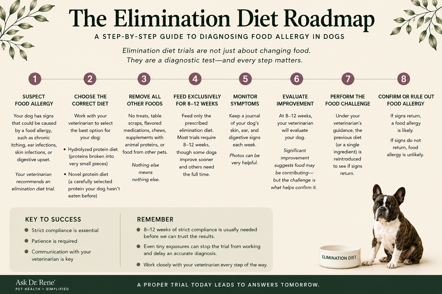 Eight-step elimination diet roadmap showing how veterinarians investigate food allergy in dogs, from selecting a diagnostic diet through dietary challenge and confirmation.