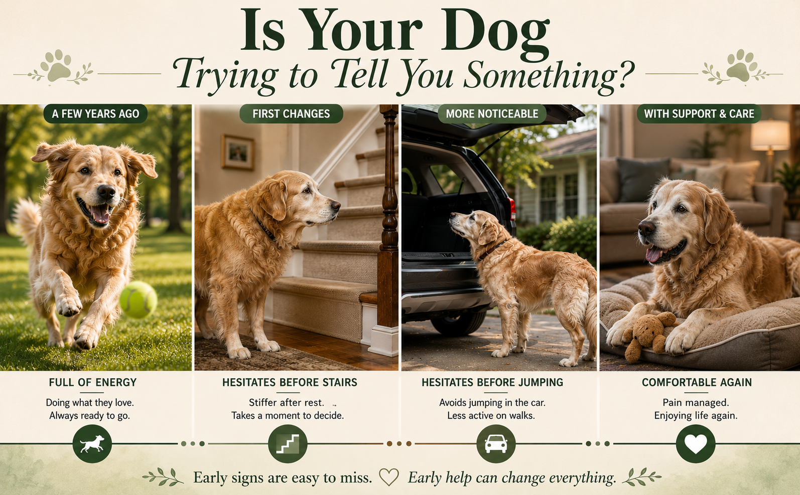 Four-stage timeline showing a golden retriever full of energy years ago, then hesitating before stairs, then hesitating before jumping into the car, and finally comfortable again with pain management and supportive care.