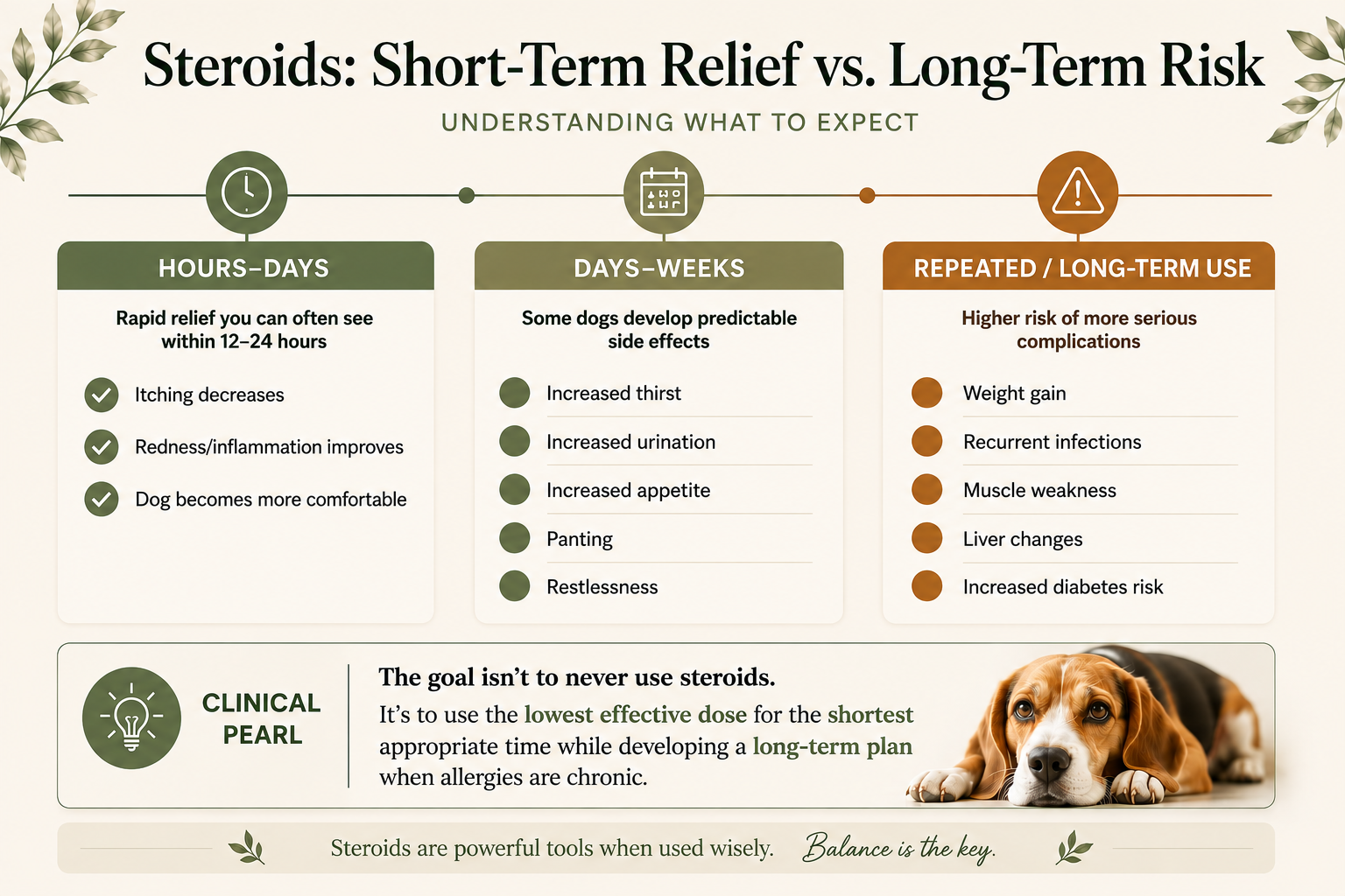 Steroids short-term relief versus long-term risk infographic for dogs showing rapid allergy relief, predictable short-term side effects, and risks associated with repeated or long-term corticosteroid use.