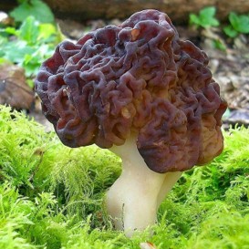 False Morel mushroom with a wrinkled, brain-like reddish-brown cap on moss.