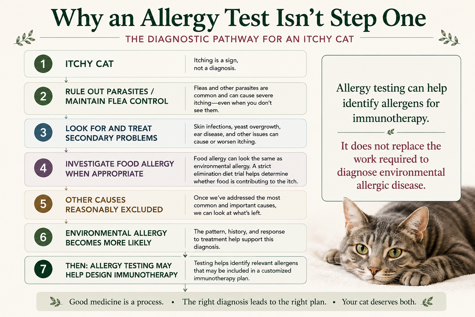 Diagnostic pathway for an itchy cat showing why flea control, secondary skin problems, food allergy, and other causes are evaluated before environmental allergy testing is used to help design immunotherapy.