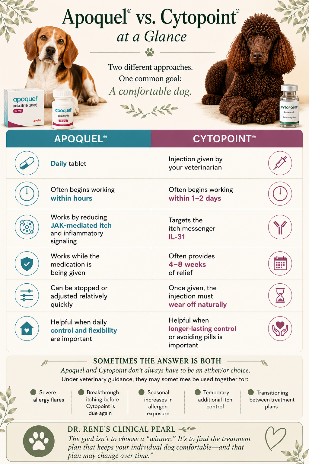 Apoquel versus Cytopoint comparison for dogs including administration, speed of action, duration, mechanisms and common treatment considerations