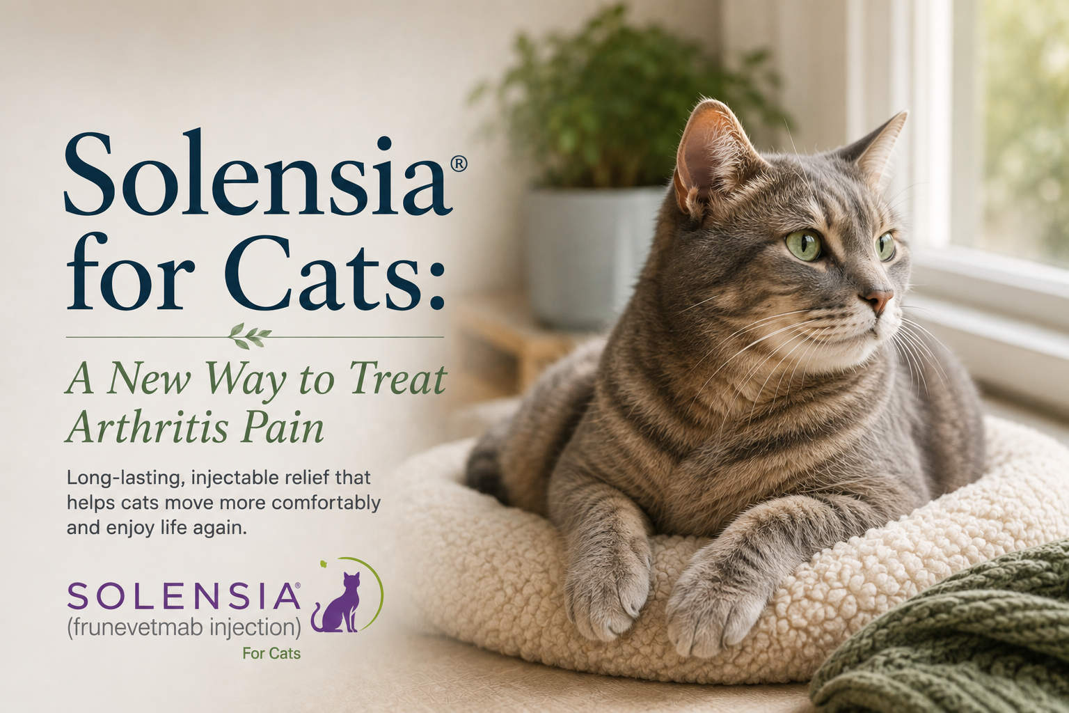 Tabby cat resting comfortably on a soft bed by a window beside the title Solensia for Cats: A New Way to Treat Arthritis Pain.